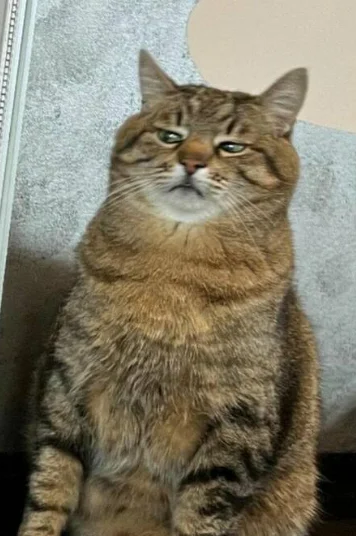 Skeptical Cat Blank Meme Template