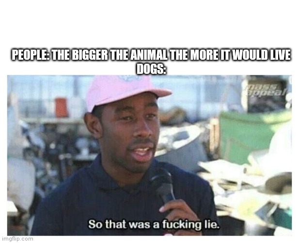 A chihuahua can live for 20 years |  PEOPLE: THE BIGGER THE ANIMAL THE MORE IT WOULD LIVE
DOGS: | image tagged in so that was a f---ing lie,dank memes,dogs,memes | made w/ Imgflip meme maker