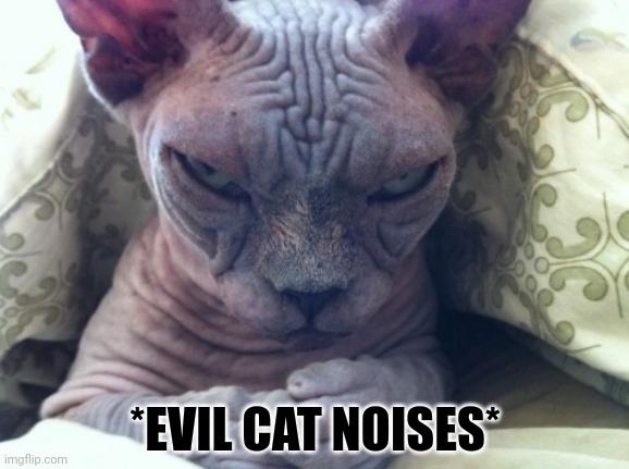 Cute hairless cats |  *EVIL CAT NOISES* | image tagged in hahaha,cats,hairless,meow | made w/ Imgflip meme maker