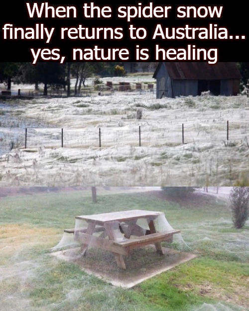 When the spider snow finally returns to Australia... yes, nature is healing | image tagged in nature | made w/ Imgflip meme maker