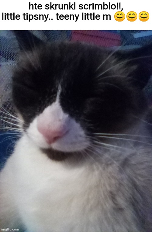 having a seizure over my cat pt. 1 | hte skrunkl scrimblo!!, little tipsny.. teeny little m 😊😊😊 | made w/ Imgflip meme maker