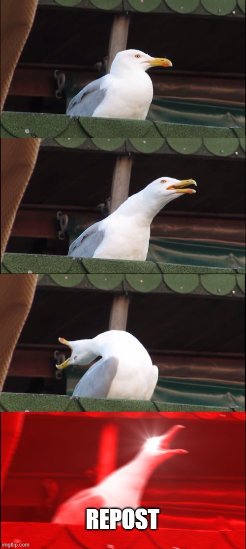 Inhaling Seagull Meme | REPOST | image tagged in memes,inhaling seagull | made w/ Imgflip meme maker