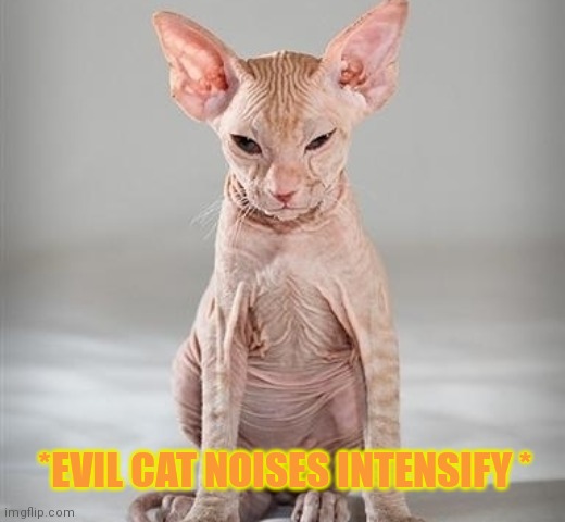 PppCute hairless cat | *EVIL CAT NOISES INTENSIFY * | image tagged in hairless,cats,cute animals | made w/ Imgflip meme maker