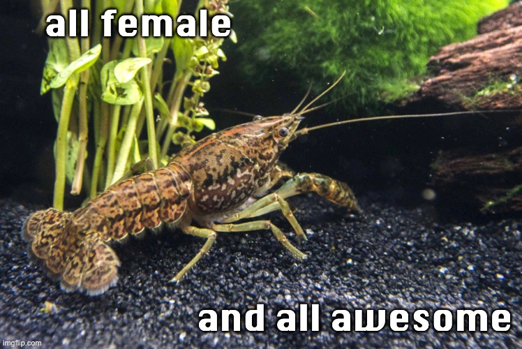 all female and all awesome | made w/ Imgflip meme maker