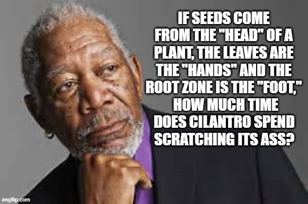 Deep Thoughts By Morgan Freeman  | IF SEEDS COME FROM THE "HEAD" OF A PLANT, THE LEAVES ARE THE "HANDS" AND THE ROOT ZONE IS THE "FOOT,"; HOW MUCH TIME DOES CILANTRO SPEND SCRATCHING ITS ASS? | image tagged in deep thoughts by morgan freeman | made w/ Imgflip meme maker