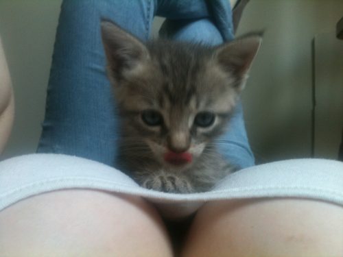image tagged in kittens,cute