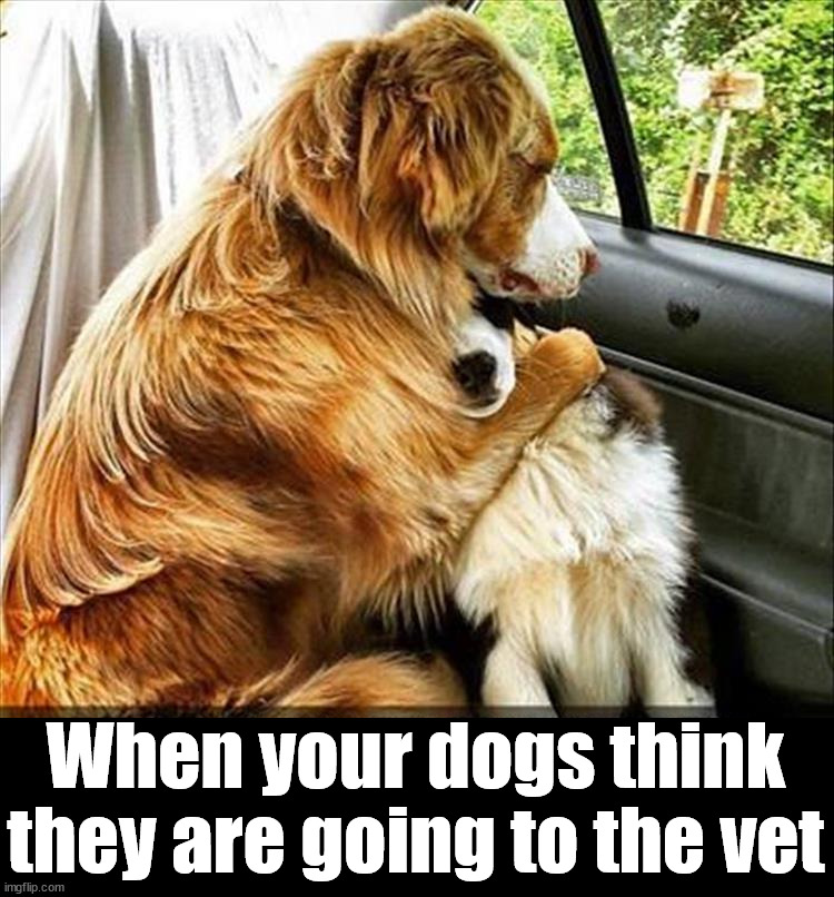 When your dogs think they are going to the vet | image tagged in dogs | made w/ Imgflip meme maker