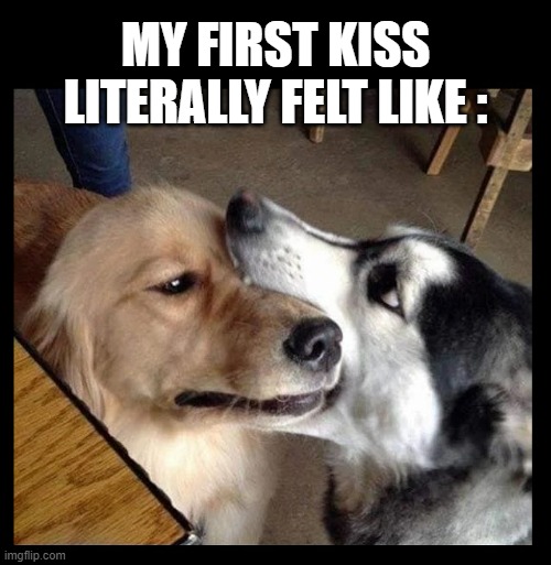 Well this is awkward | MY FIRST KISS LITERALLY FELT LIKE : | image tagged in dogs,kiss,kissing,funny dogs,romance | made w/ Imgflip meme maker