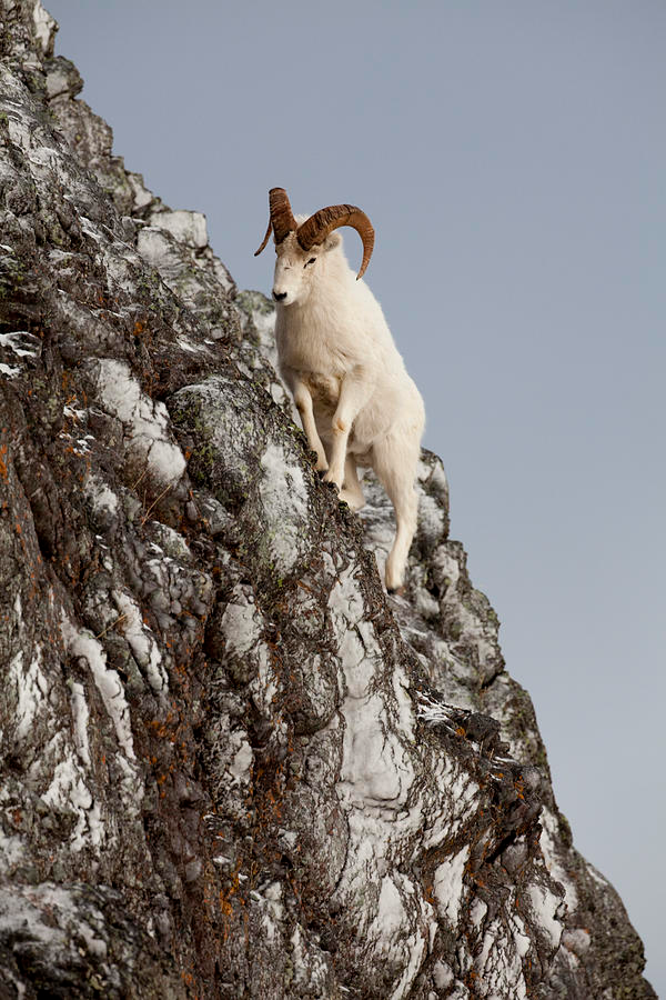 High Quality Cliffside mountain goat Blank Meme Template