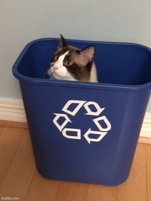 cat recycle | image tagged in cat recycle | made w/ Imgflip meme maker