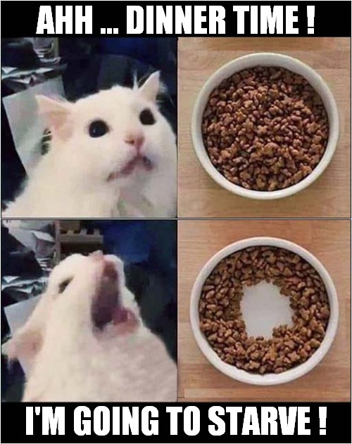 Cat Logic ! | AHH ... DINNER TIME ! I'M GOING TO STARVE ! | image tagged in cats,logic,dinner,starving | made w/ Imgflip meme maker
