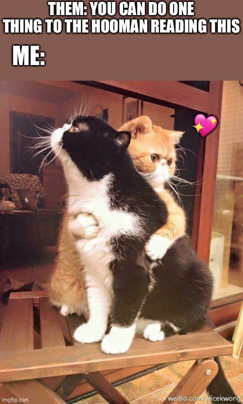 *hugging intensifies* | THEM: YOU CAN DO ONE THING TO THE HOOMAN READING THIS; ME:; 💖 | image tagged in cats hugging,wholesome | made w/ Imgflip meme maker