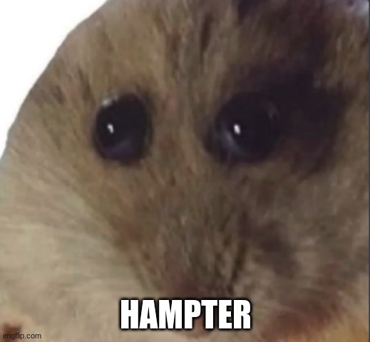 Hampter | HAMPTER | image tagged in hampter | made w/ Imgflip meme maker