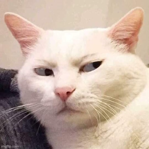 White cat suspicious | image tagged in white cat suspicious | made w/ Imgflip meme maker