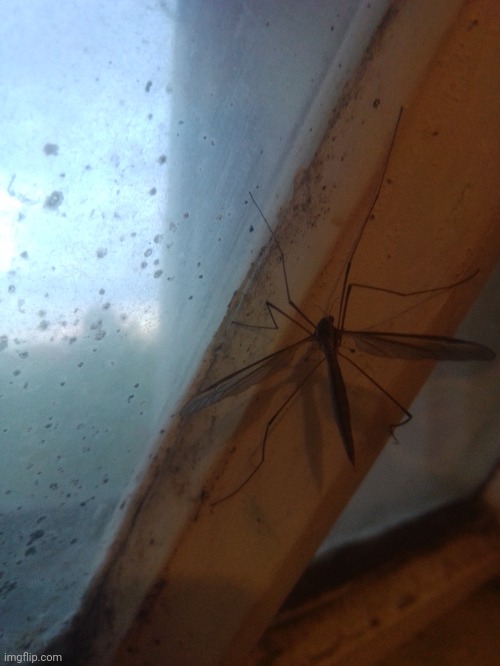Male mosquito? | made w/ Imgflip meme maker