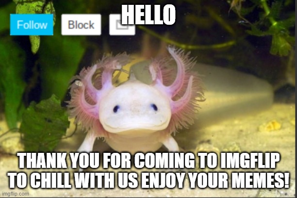 idk | HELLO; THANK YOU FOR COMING TO IMGFLIP TO CHILL WITH US ENJOY YOUR MEMES! | image tagged in axolotldudes announcement template | made w/ Imgflip meme maker