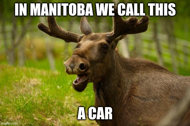 Bad Pun Moose | IN MANITOBA WE CALL THIS A CAR | image tagged in bad pun moose | made w/ Imgflip meme maker