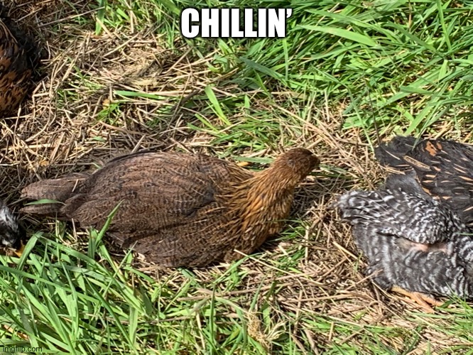 Chimkins ^w^ | CHILLIN’ | made w/ Imgflip meme maker