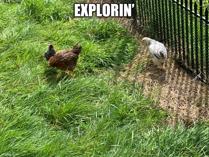 More Chimkins | EXPLORIN’ | made w/ Imgflip meme maker