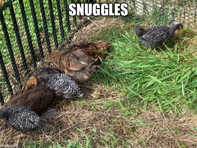 Last Chimkin picture | SNUGGLES | made w/ Imgflip meme maker