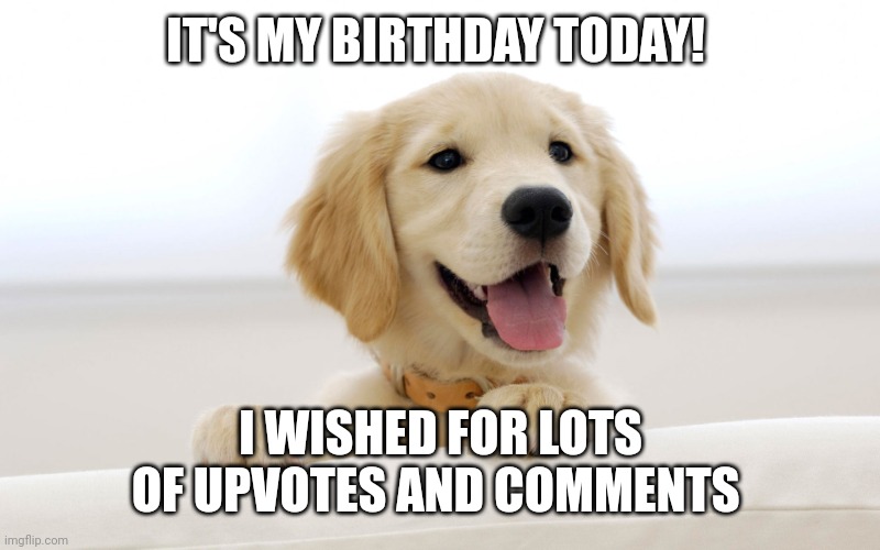 Cute dog idiot | IT'S MY BIRTHDAY TODAY! I WISHED FOR LOTS OF UPVOTES AND COMMENTS | image tagged in cute dog idiot | made w/ Imgflip meme maker
