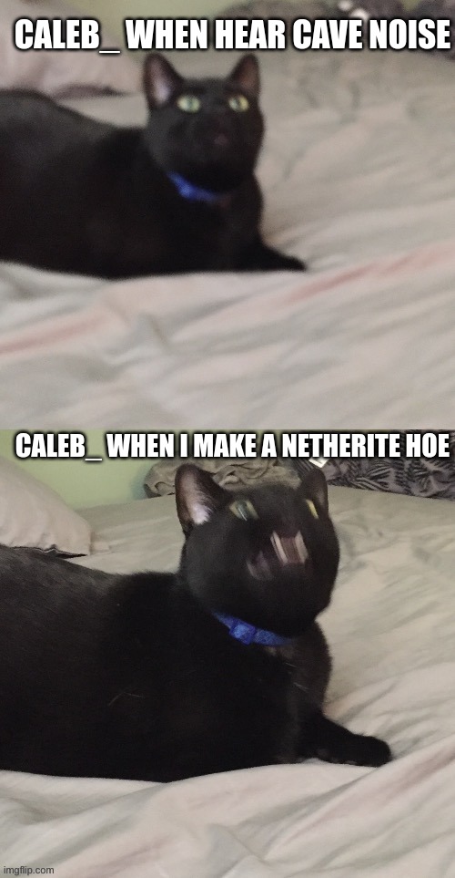 AAAAA cat | CALEB_ WHEN I MAKE A NETHERITE HOE CALEB_ WHEN HEAR CAVE NOISE | image tagged in aaaaa cat | made w/ Imgflip meme maker