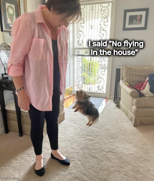 Krypto's secret identity |  I said "No flying   
in the house" | image tagged in superhero,dog,flies,supernatural | made w/ Imgflip meme maker