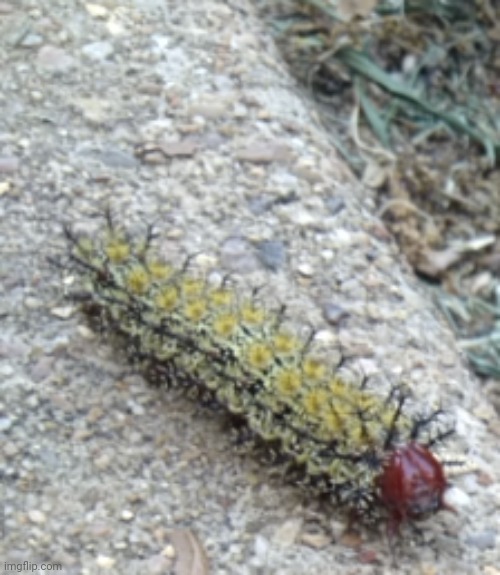 shrexy capetipitiller | made w/ Imgflip meme maker