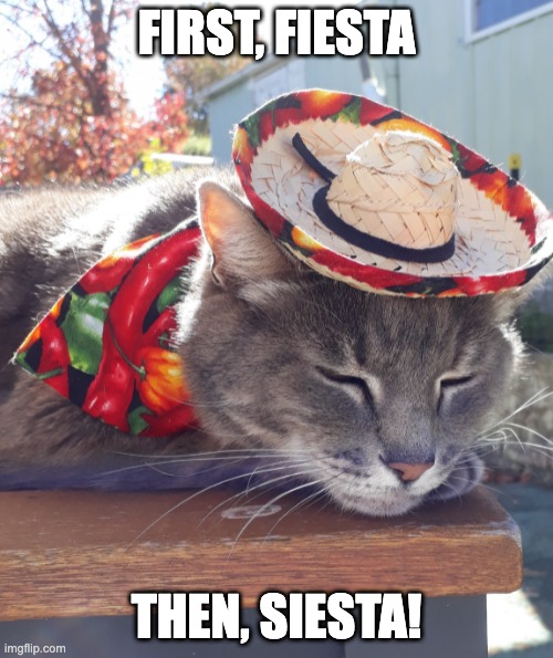 Cinco De Mayo Cat | FIRST, FIESTA; THEN, SIESTA! | image tagged in cinco de mayo cat | made w/ Imgflip meme maker