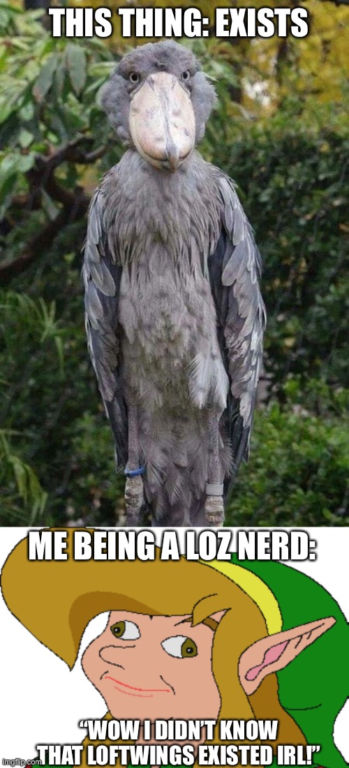 Am I a stupid or am I a stupid | THIS THING: EXISTS; ME BEING A LOZ NERD:; “WOW I DIDN’T KNOW THAT LOFTWINGS EXISTED IRL!” | image tagged in shoebill stork,derp link | made w/ Imgflip meme maker