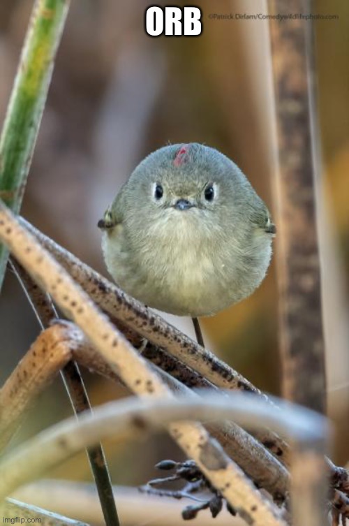 Orb | ORB | image tagged in thicc bird | made w/ Imgflip meme maker