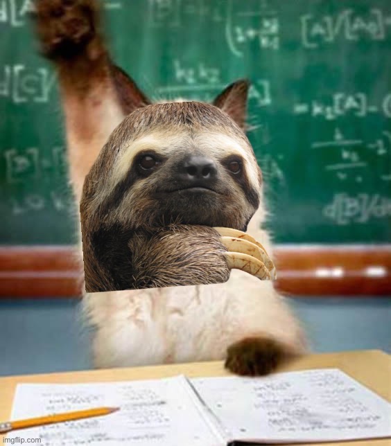 Sloth cat | image tagged in sloth cat | made w/ Imgflip meme maker