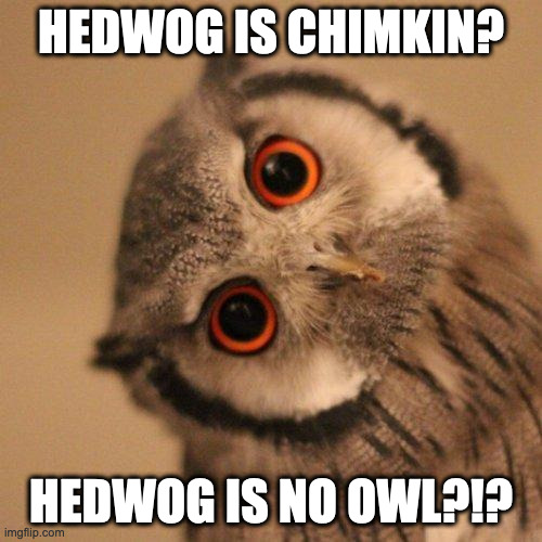 inquisitve owl | HEDWOG IS CHIMKIN? HEDWOG IS NO OWL?!? | image tagged in inquisitve owl | made w/ Imgflip meme maker