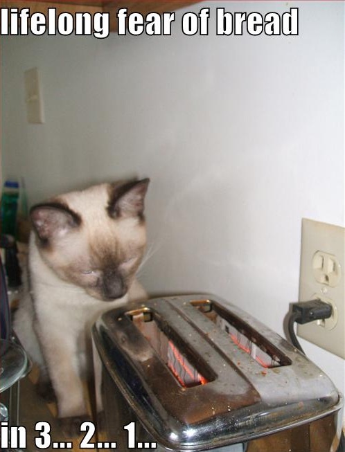 image tagged in funny,cats