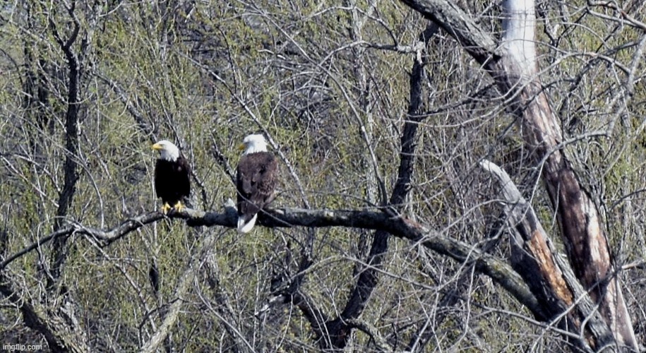 two american bald eagles . | image tagged in bald eagles,kewlew | made w/ Imgflip meme maker