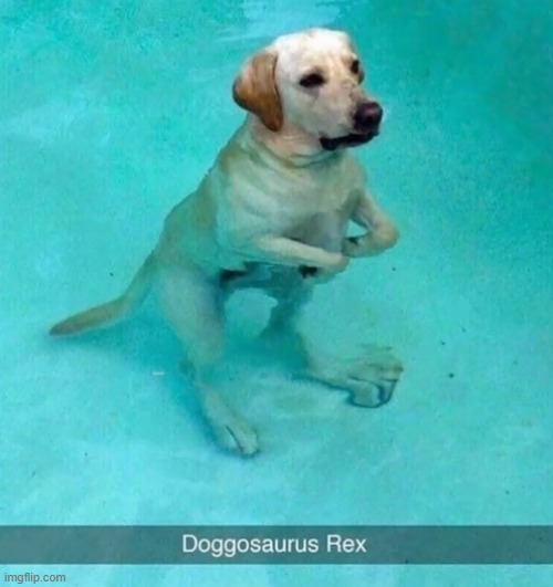 LMAO | image tagged in dogs,cute,dinosaur,memes,funny | made w/ Imgflip meme maker