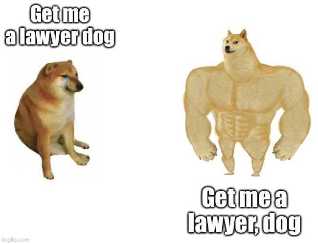 Lawyer, dog | Get me a lawyer dog Get me a lawyer, dog | image tagged in cheems vs buff doge,lawyer,lawyer dog,dog | made w/ Imgflip meme maker