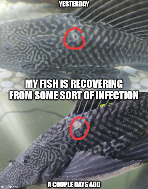 YESTERDAY; MY FISH IS RECOVERING FROM SOME SORT OF INFECTION; A COUPLE DAYS AGO | made w/ Imgflip meme maker