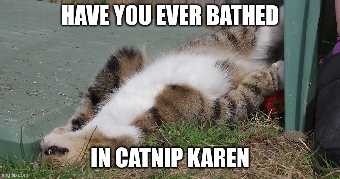 ever bathed in catnip | HAVE YOU EVER BATHED; IN CATNIP KAREN | image tagged in funny cat memes | made w/ Imgflip meme maker