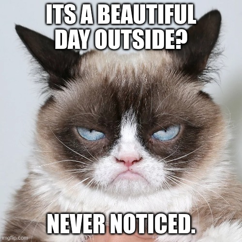 grumpy cat | ITS A BEAUTIFUL DAY OUTSIDE? NEVER NOTICED. | image tagged in grumpy cat | made w/ Imgflip meme maker