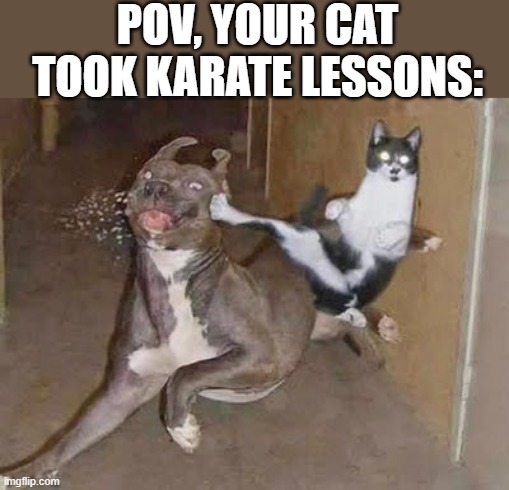 You no longer have to worry about your neighbor's dog. | POV, YOUR CAT TOOK KARATE LESSONS: | image tagged in get rekt,cats | made w/ Imgflip meme maker