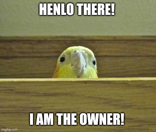 The Birb |  HENLO THERE! I AM THE OWNER! | image tagged in the birb | made w/ Imgflip meme maker