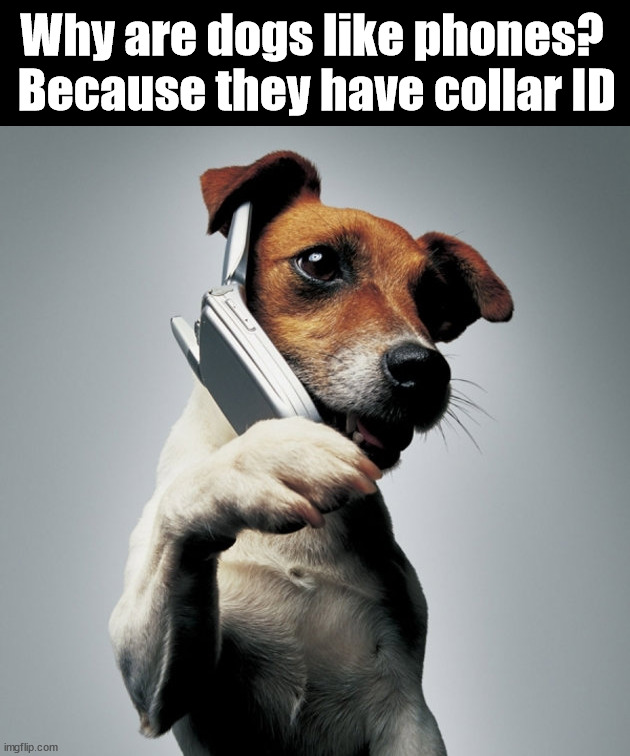 Why are dogs like phones?  Because they have collar ID | image tagged in dogs | made w/ Imgflip meme maker