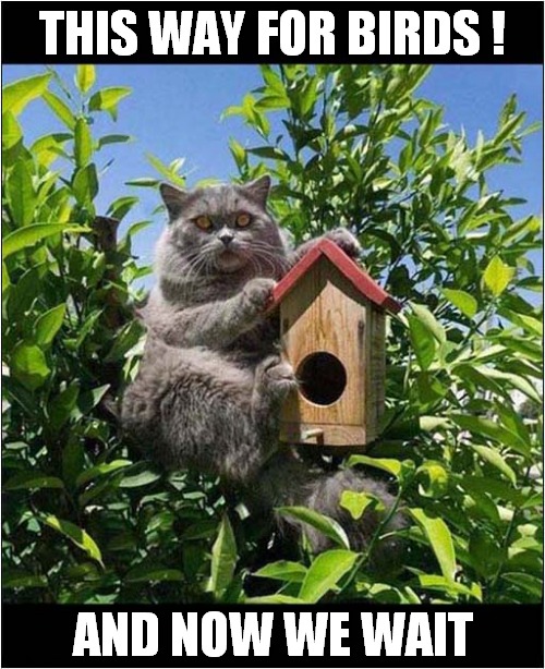 A New Hunting Strategy ! | THIS WAY FOR BIRDS ! AND NOW WE WAIT | image tagged in cats,hunting,bird box,birds | made w/ Imgflip meme maker