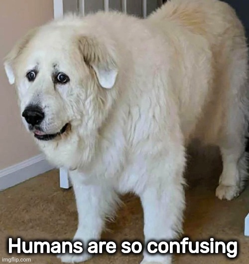 Humans are so confusing | made w/ Imgflip meme maker
