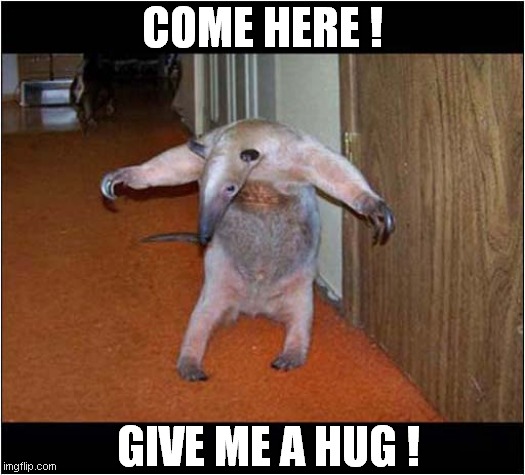 A Friendly Anteater ! | COME HERE ! GIVE ME A HUG ! | image tagged in fun,anteater,free hugs | made w/ Imgflip meme maker