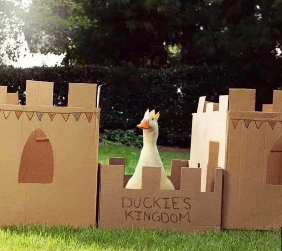 Duck in castle Blank Meme Template