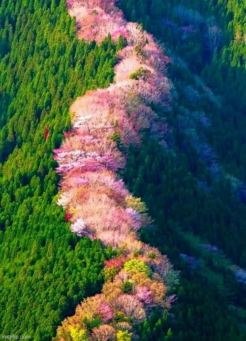 Wild Cherry trees in Japan | image tagged in happy tree friends,beautiful nature,cherry,fruits,trees | made w/ Imgflip meme maker