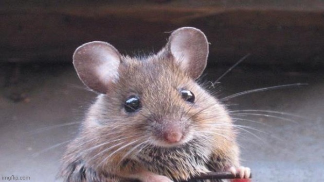 Cute but evil mouse | image tagged in cute but evil mouse | made w/ Imgflip meme maker