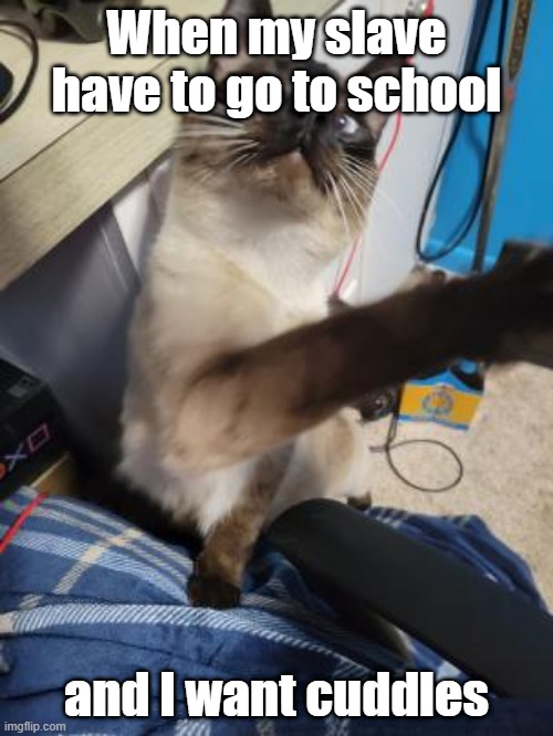 Cat wants his cuddles | When my slave have to go to school; and I want cuddles | image tagged in cat,funny,funny memes,funny meme | made w/ Imgflip meme maker